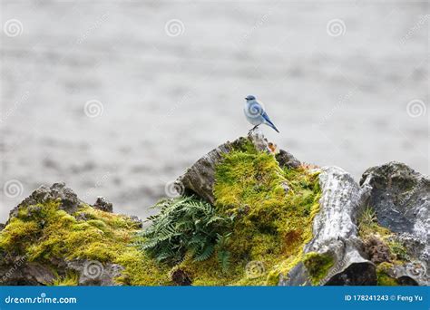 Male Mountain Bluebird stock image. Image of bird, blue - 178241243