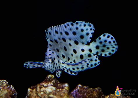 Panther Grouper, Medium – Manhattan Aquariums