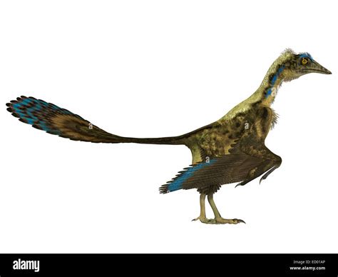 Archaeopteryx feather lithographica hi-res stock photography and images ...