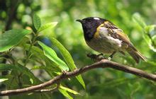 Stitchbird/hihi conservation: Meet the Locals videos