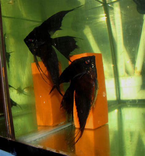 Double Dark Black Angelfish (Breeding Pair) | RFI