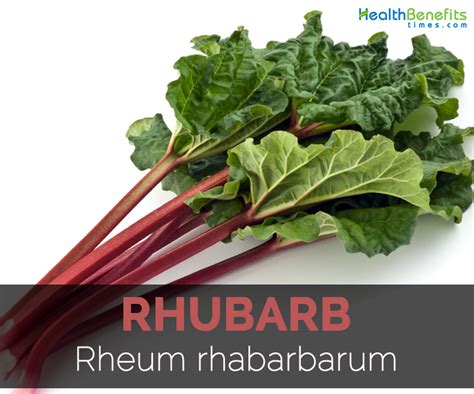 Rhubarb Facts, Health Benefits and Nutritional Value