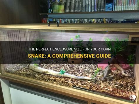 The Perfect Enclosure Size For Your Corn Snake: A Comprehensive Guide ...