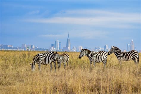 10 Best National Parks in Kenya - Smart Nomad Kenya