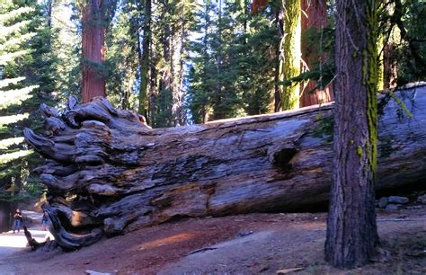 Majestic 'Wawona Tunnel Tree' in Mariposa Grove