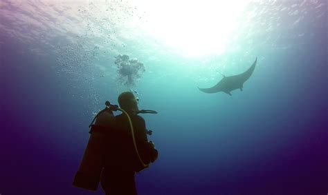 Giant Manta Rays! Thrilling Scuba Adventure on the Big Island, Hawaii – Jetlag Jenna