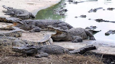 Thailand woman dead after jumping into crocodile pit - BBC News