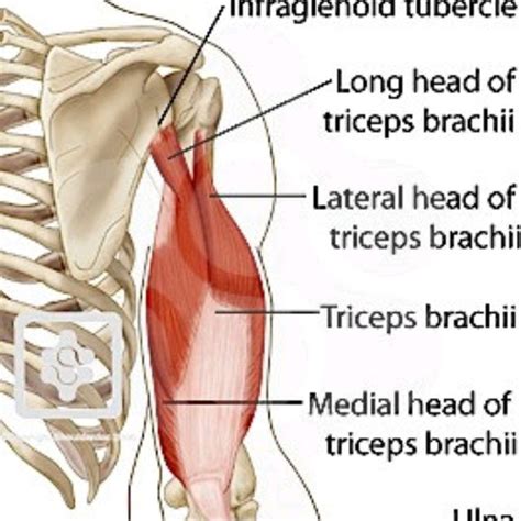 Triceps (Various) by Alonzo Brown - Exercise How-to - Skimble