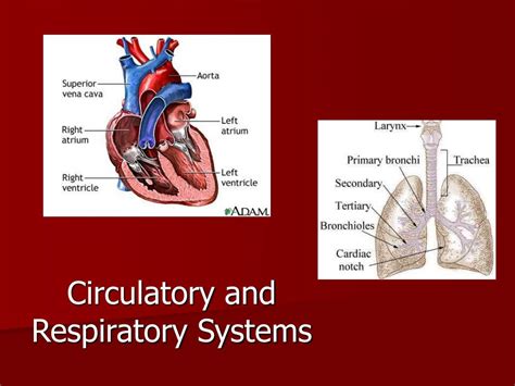 PPT - Circulatory and Respiratory Systems PowerPoint Presentation, free ...