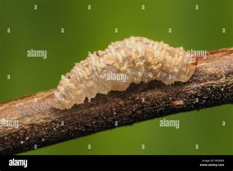 Hoverfly larvae hi-res stock photography and images - Alamy