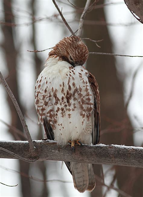 Red-Tailed Hawk Nest 2009-2017: Red-Tailed Hawk juvenile visits the nest today Dec 17, 2010