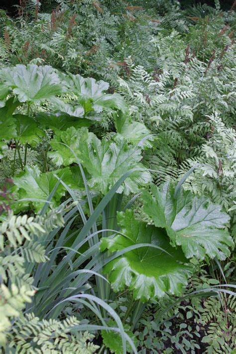 Native Alternatives to Hostas (That Are Deer Resistant) - Fine Gardening