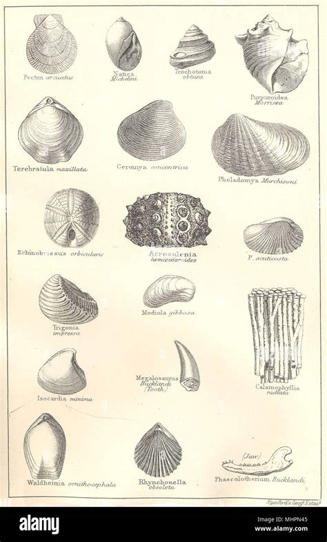 BRITISH FOSSILS. Lower Oolitic, Great Oolite, Stonesfield Slate ...