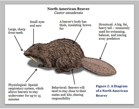 Beavers - What is the beaver - Hamilton College