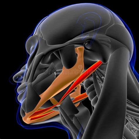 Digastric Muscle Anatomy for Medical Concept 3D Stock Illustration ...