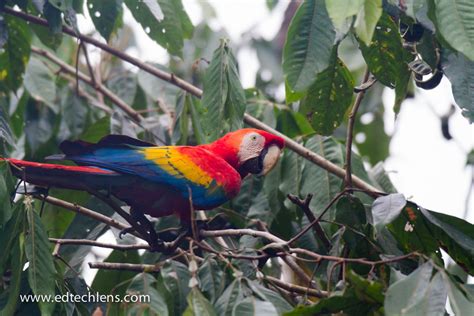 Macaw in Rainforest Jungle Social Birds