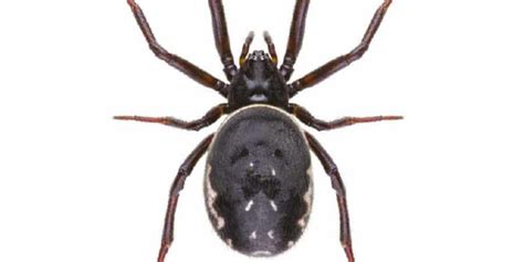 How to identify and control false widow spiders | Rochdale Borough Council