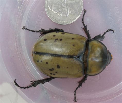 Female Eastern Hercules Beetle - What's That Bug?