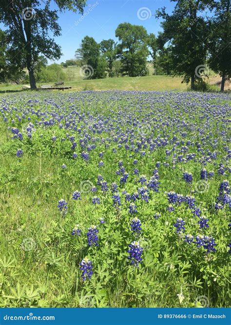 Blue Bonnet Field in Texas stock photo. Image of wildflowers - 89376666