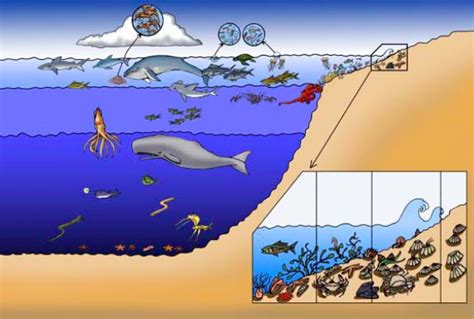 Ch.3 Zones of Ocean (Marine Ecosystem) Diagram | Quizlet