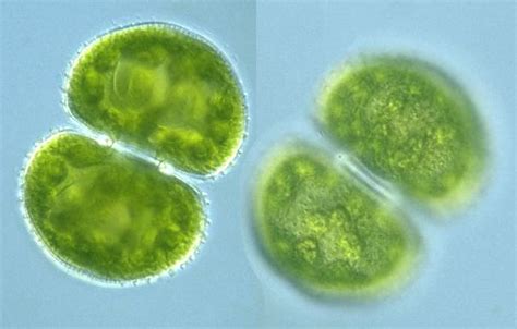 Images of Cosmarium tetraophthalmum