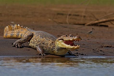 Saltwater Crocodile Habitat