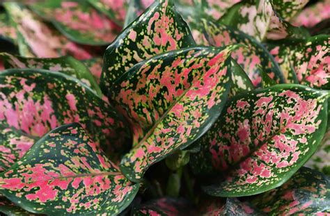 Aglaonema "Chinese Evergreen" Plant Care Guide | Plantly