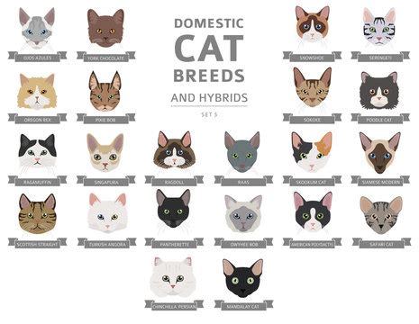 Cat Breeds Chart