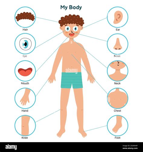 Body parts educational posters with a boy. Learning parts of body Stock Vector Image & Art - Alamy