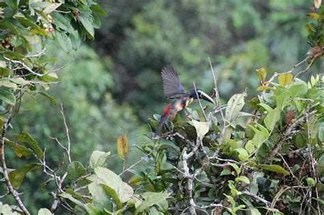 Ecuadorian Tucan Ecuadorian, Bird, Animals, Photography, Animales, Animaux, Birds, Animal, Animais