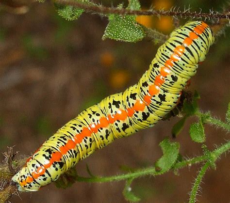 Hooded Owlet Moth Caterpillar - What's That Bug?