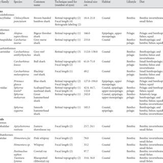 List of the 15 species of elasmobranchs used in this study | Download Table