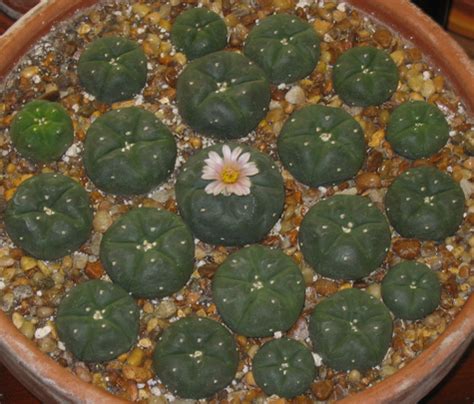 MagiCactus.com - Lophophora Williamsii - Peyote