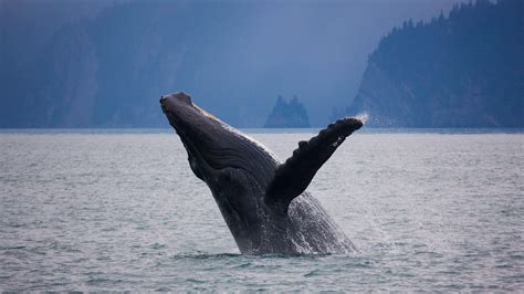 Kenai Fjords Humpback – Bing Wallpaper Download