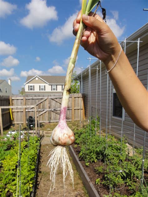 Thyme To Garden Now: First Time Harvesting Garlic