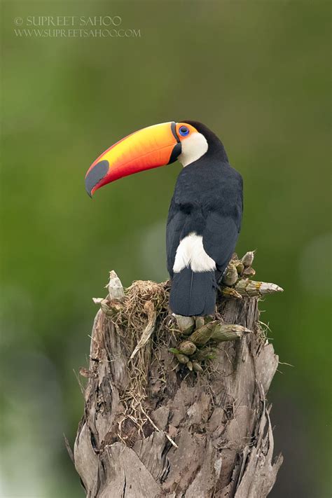 Pantanal Birds - FM Forums