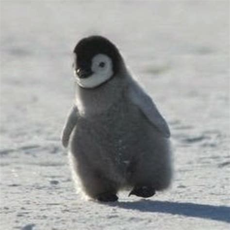 FluffY PenguiN - YouTube