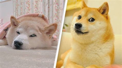 Shiba Inu who inspired Doge meme is now seriously ill