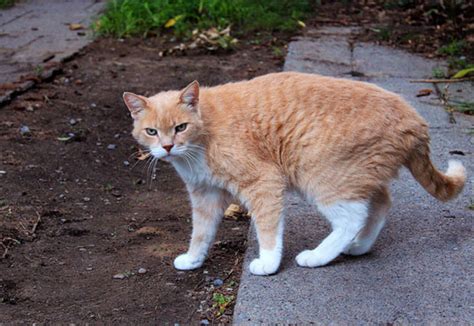 This is what happens to stray cats in Toronto