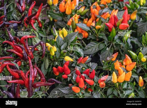 Ornamental capsicum Annuum Peppers of different varieties and colors in ...