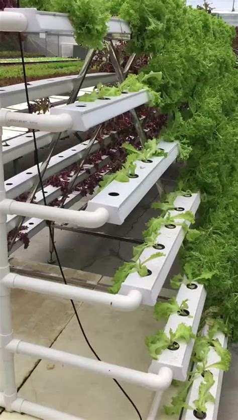 Aquaponic nft system | What fertilizer to use in aquaponics