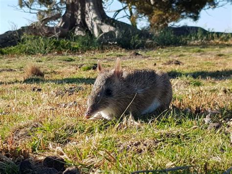 Reports on Help Protect Endangered Bandicoots - GlobalGiving