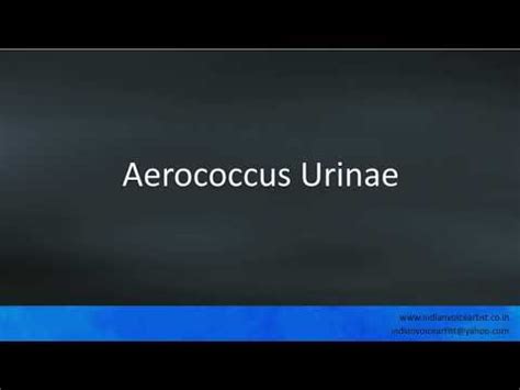 Aerococcus Urinae: The Most Up-to-Date Encyclopedia, News, Review ...