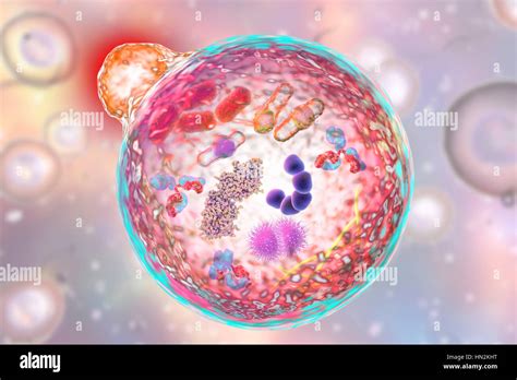 Lysosome hi-res stock photography and images - Alamy