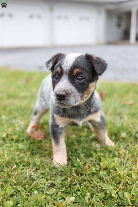 Blue Heeler Bulldog Mix on Sale | www.danzhao.cc