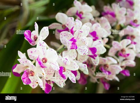 Close up of orchid flower Stock Photo - Alamy