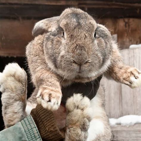 Flemish Giant Rabbit And Dog