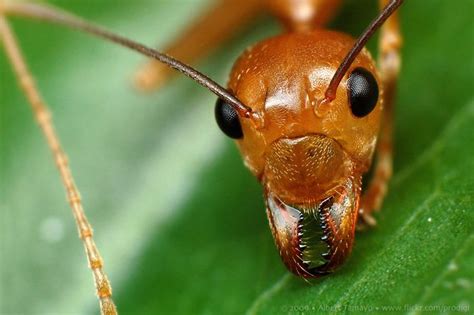 WEAVER ANT IN INDONESIA CARRIES FRUIT ON ITS HEAD IN SHOW THESE EYE-CATCHING PHOTOS SHOW THE ...