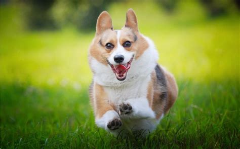 Tìm Hiểu Tất Tần Tật Về Giống Chó Corgi