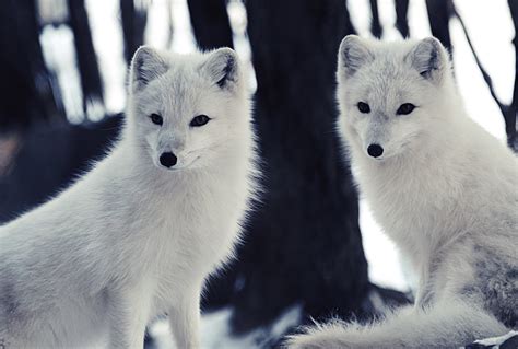 Arctic Foxes | Eric Kilby | Flickr